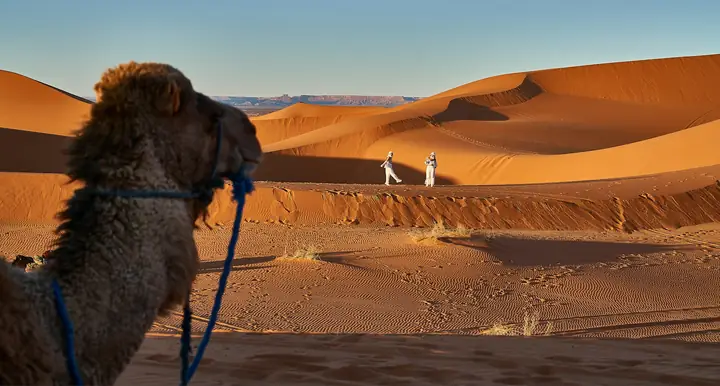 Dromedario frente a las dunas de Erg Chebbi