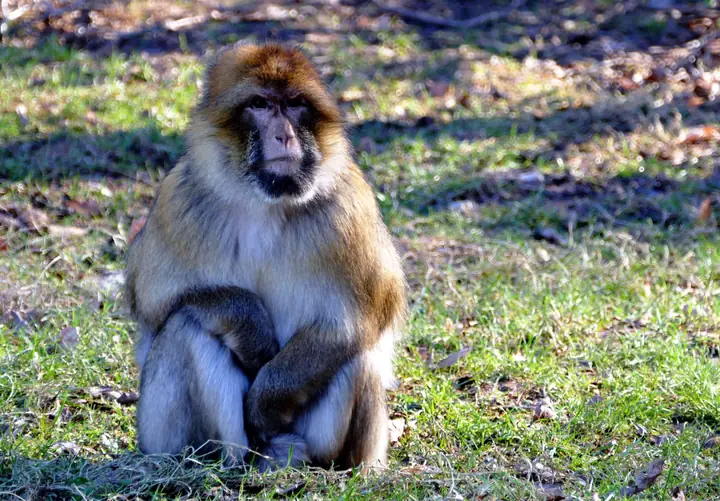 Macaco de Berbería en el Medio Atlas