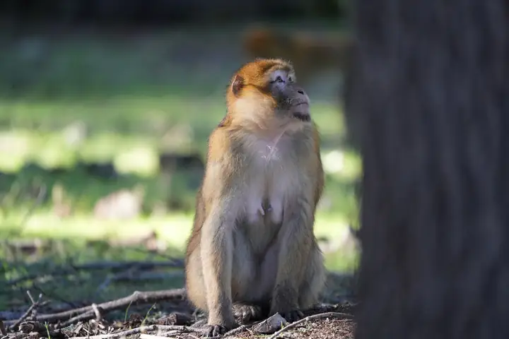 Macaco de Berbería junto a un cedro
