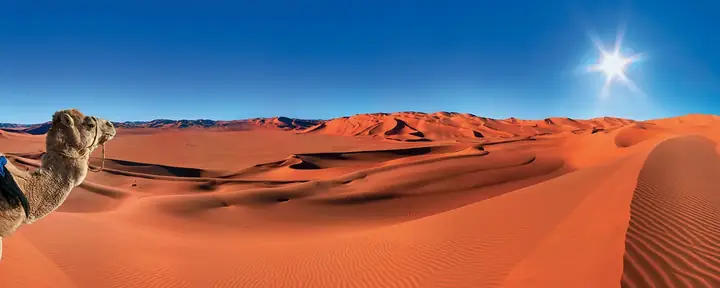 Dromedario asomando sobre las dunas rojizas del Sahara