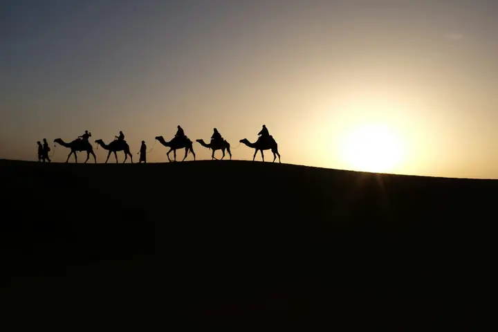 Camellos al amanecer recortados contra el sol en Merzouga