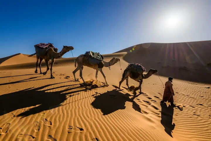 Guía bereber con sus dromedarios al atardecer en las dunas