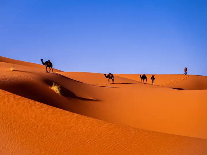 Camellos en la cresta de una gran duna roja de Merzouga