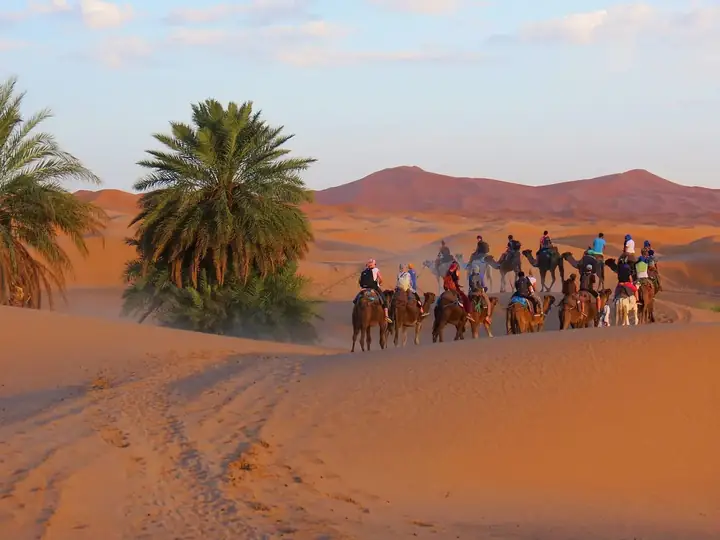 Caravana de camellos junto a palmeras al pie de las dunas de Merzouga