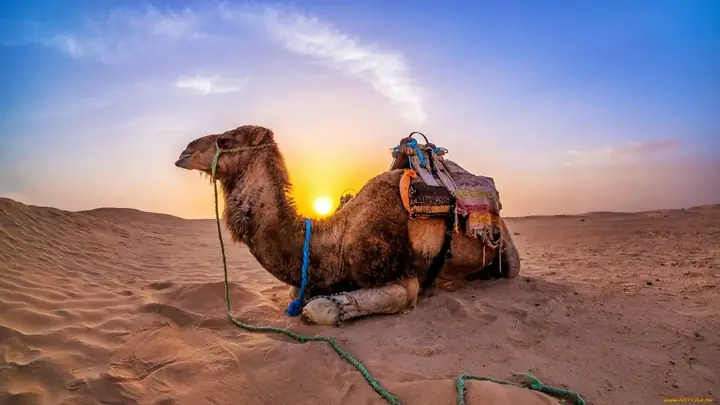 Dromedario descansando al atardecer en el desierto de Zagora