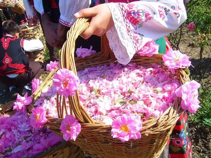 Cesta de rosas recién recogidas en Kelaat M’Gouna